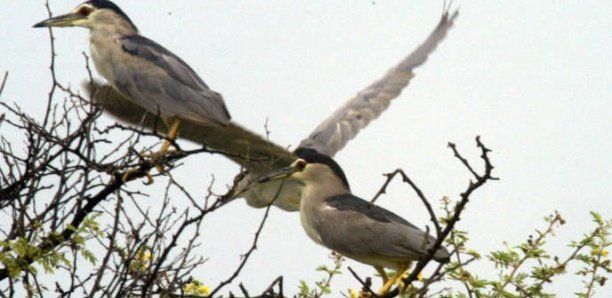 Au Sénégal, le parc des oiseaux du Djoudj peine à résister à la pollution