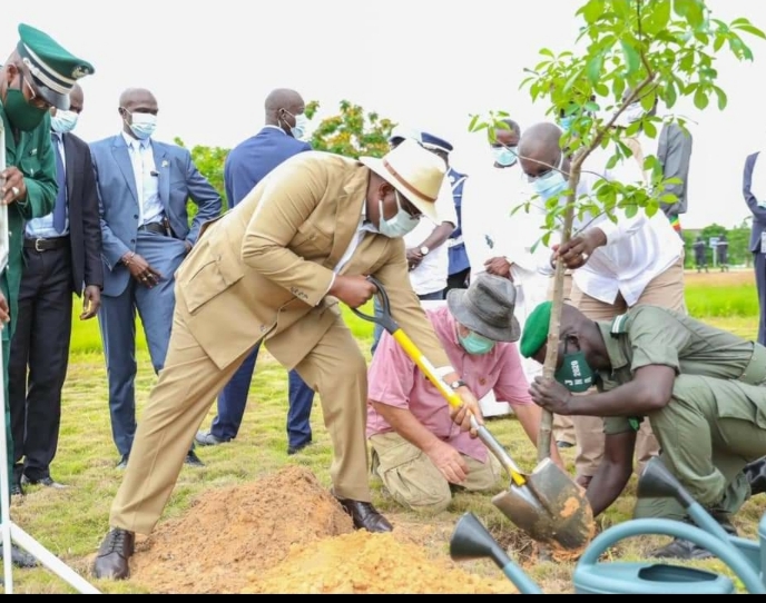 Journée de l’arbre le défi du Président Macky: Reverdir le Sénégal