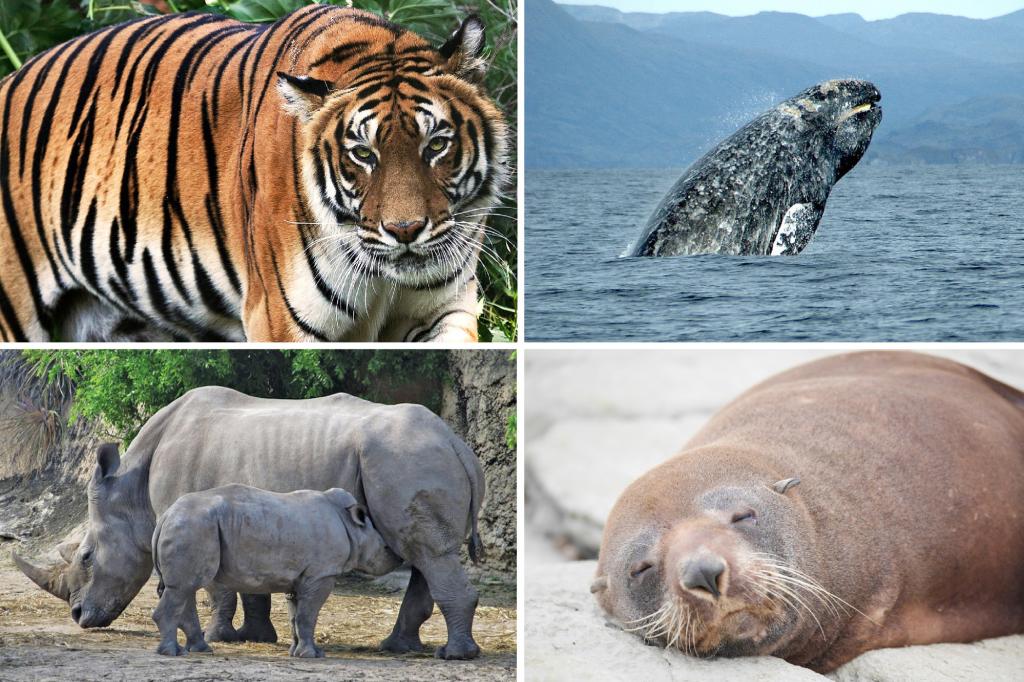 La planète a perdu les deux-tiers de ses animaux sauvages, selon WWF