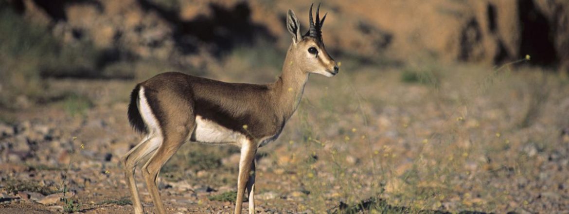 Au Niger, « le pire massacre » de gazelles dorcas, une espèce rare