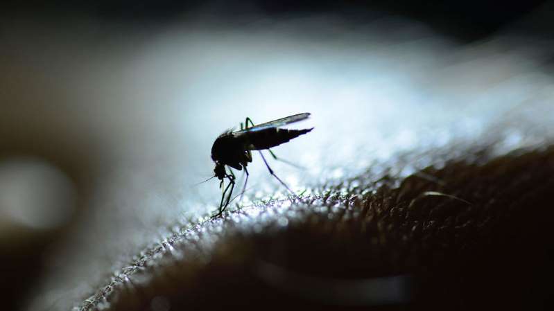 Nigéria: montée du paludisme dans l’État de Bénué