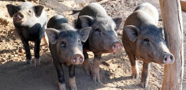 Diourbel : Des porcs déterrent des corps au cimetière de Keur Goumack
