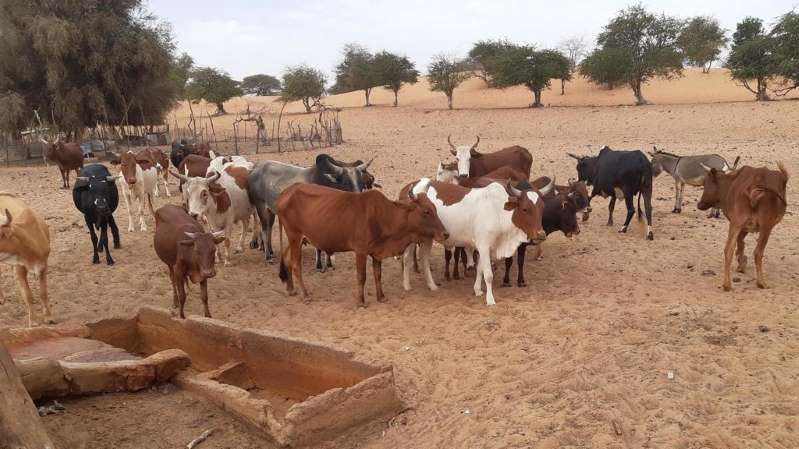 Mauritanie: hausse inquiétante de malades de la fièvre de la vallée du Rift