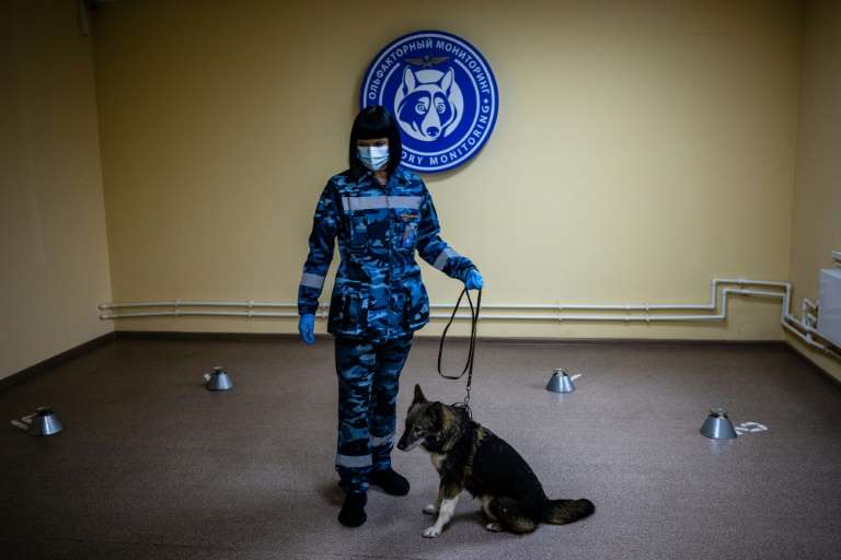 En Russie, des « chiens-chacals » apprennent à détecter le Covid