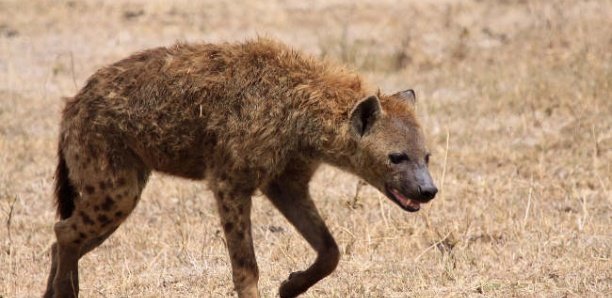 Des hyènes déterrent des corps au cimetière de…