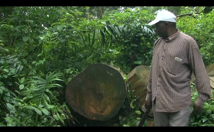L’impact de la déforestation sur les peuples autochtones du Congo, Cameroun et Centrafrique