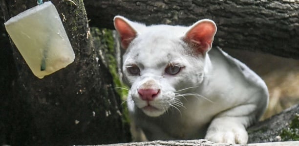 Environnement : Pourquoi la découverte du premier ocelot albinos au monde n’est pas une bonne nouvelle