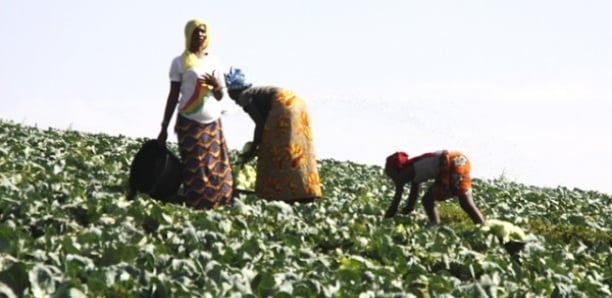 Économie verte en Afrique : Les pays de la CEDEAO plaident pour l’accélération de la transition au profit des femmes