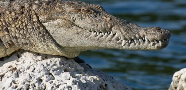 Costa Rica : une femelle crocodile « tombe enceinte » toute seule après 16 ans de captivité
